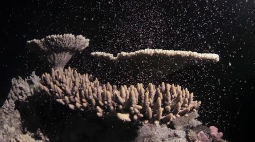 Great Barrier Reefs Annual Coral Spawn Called Greatest Sex Show On Earth Cbs News 6706